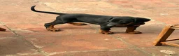 Dobermann dogs for sale: Doberman puppies  - Advert 13