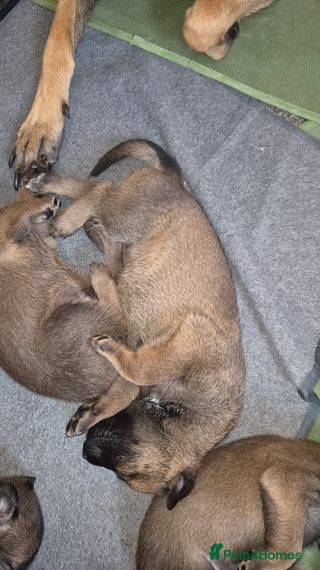 Belgian Shepherd Dog dogs Born on 21/08/2026 ive put the date of birth - Advert 2