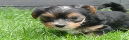 Yorkshire Terrier dogs for sale: Silver blue tan little girl left! - Advert 12