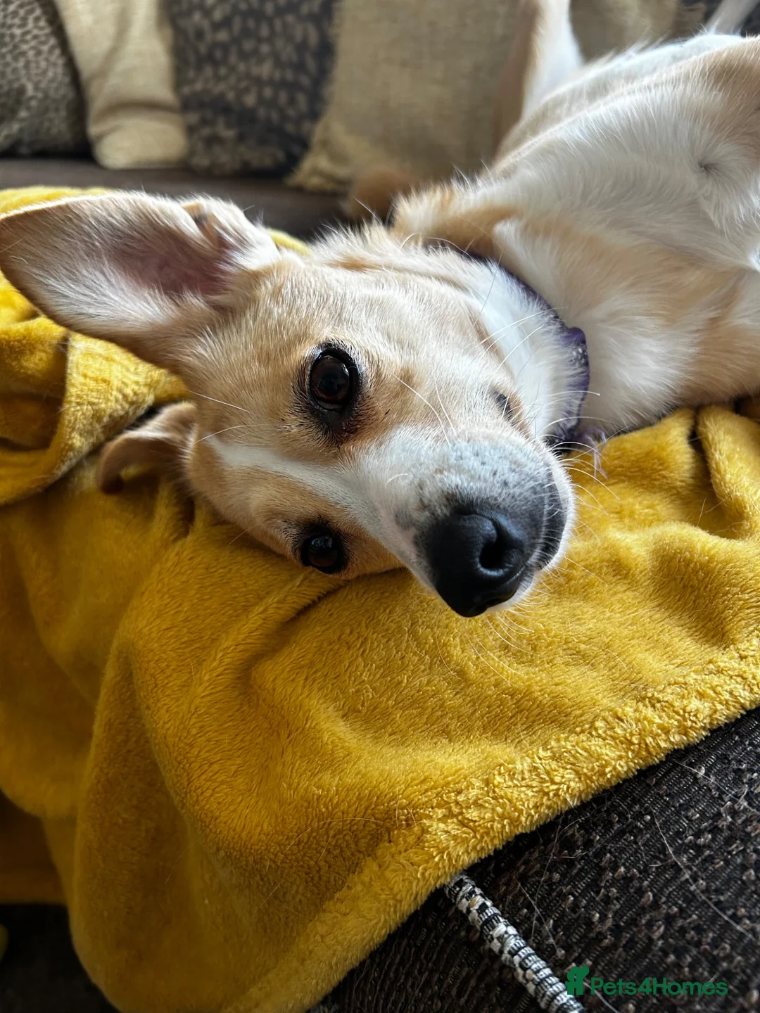 Mixed Breed dogs for sale: Amber in Tidworth - Advert 2
