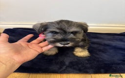 Miniature Schnauzer dogs for sale: Bundles of joy - Image 6