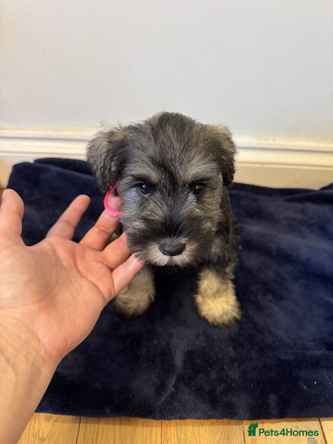 Miniature Schnauzer dogs for sale: Bundles of joy - Image 6
