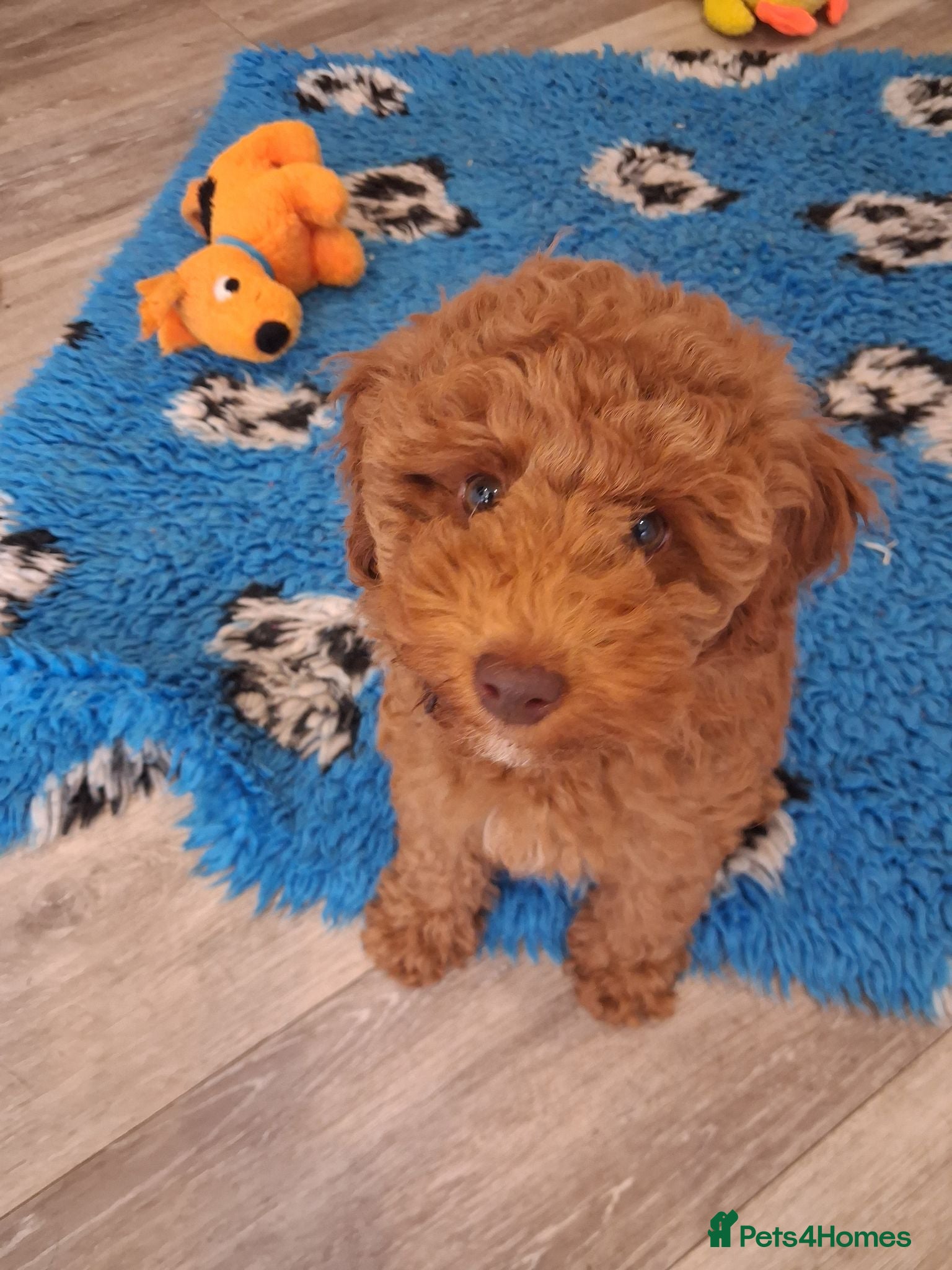 Labradoodle dogs F1B Miniature Labradoodle pups  - Advert 12