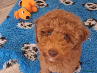 Labradoodle dogs F1B Miniature Labradoodle pups - Advert 12