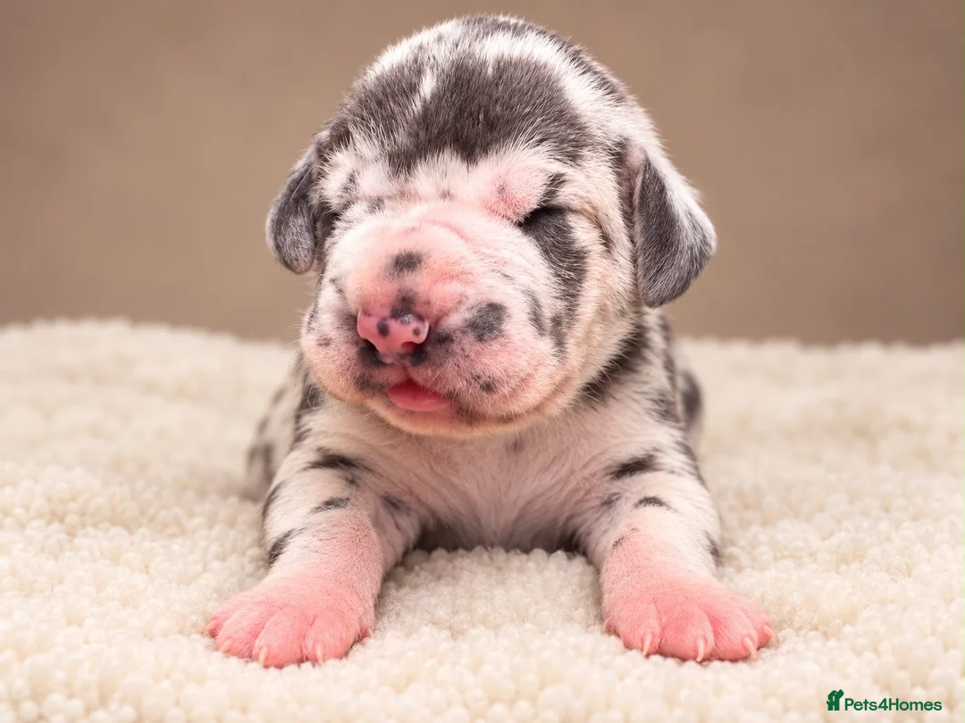 Great Dane dogs for sale: 🐾KC REGISTERED GREAT DANE PUPPIES — NORTHAMPTON🐾 - Advert 2