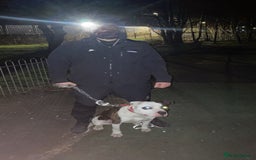 American Bulldog dogs for sale:  American Bulldog to go to a good loving home - Image 2