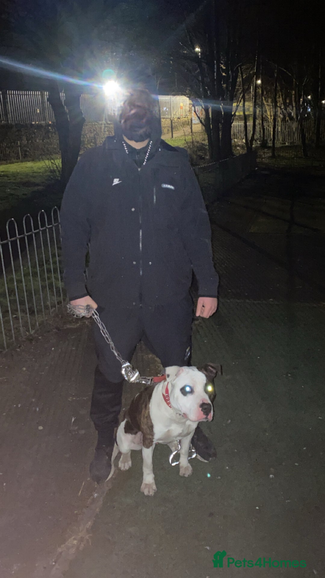 American Bulldog dogs for sale:  American Bulldog to go to a good loving home - Image 2