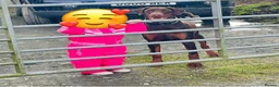 Dobermann dogs for sale: CH & Sport- KC Reg - FULLY HEALTH & Heart - Advert 11