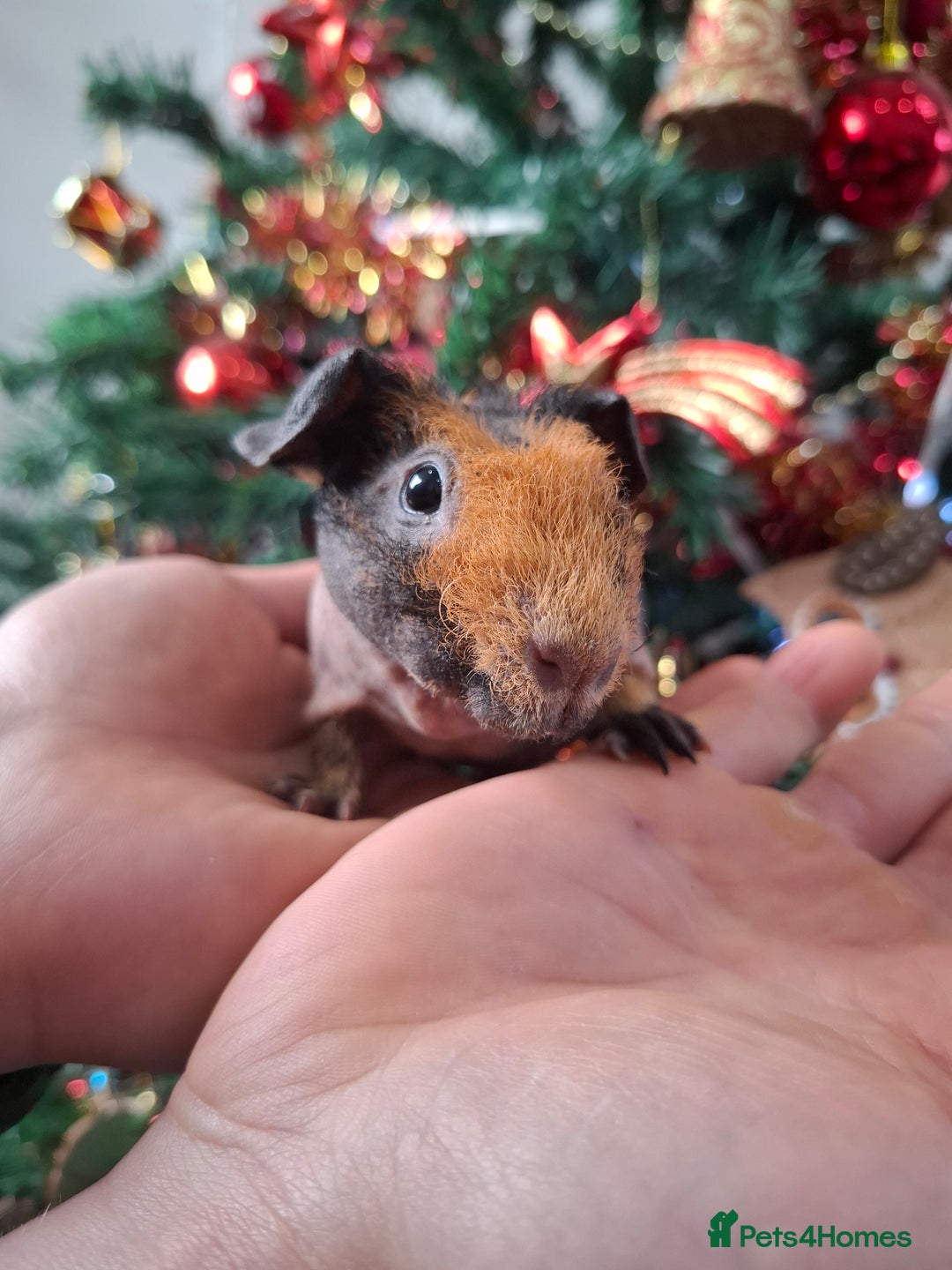 Guinea Pig rodents for sale: Skinny guinea pig boars. - Advert 9