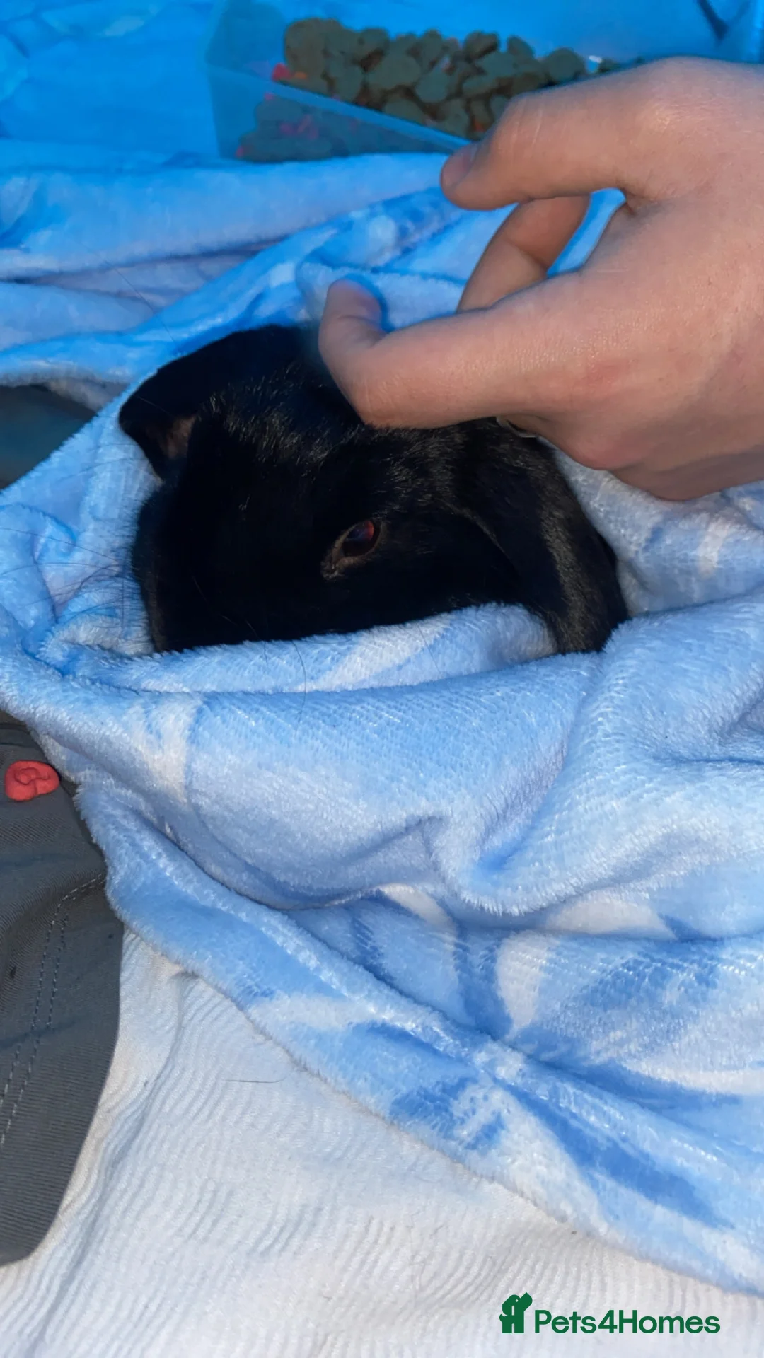 Mini Lop rabbits for sale: Mini lop rabbit  in Basildon - Advert 2