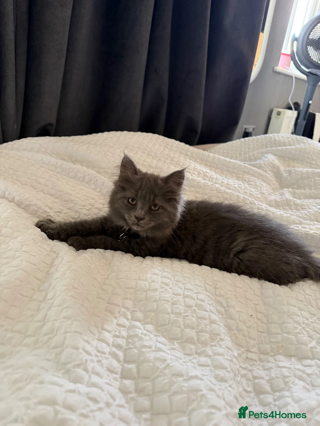 British Longhair cats for sale: ***Only 1 beautiful blue girl available*** - Advert 2