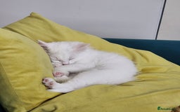 Bengal cats for sale: Adorable  kitten  - Image 4