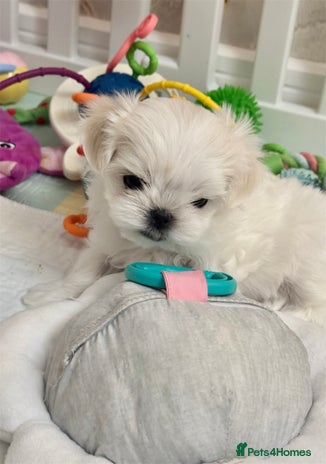 Maltese dogs - Advert 1
