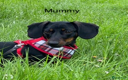 Dachshund dogs for sale: Dachshund miniature  - Image 11