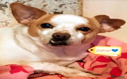 Mixed Breed dogs for adoption: 💙🐶 ZAHAR 🐶💙 - Image 2