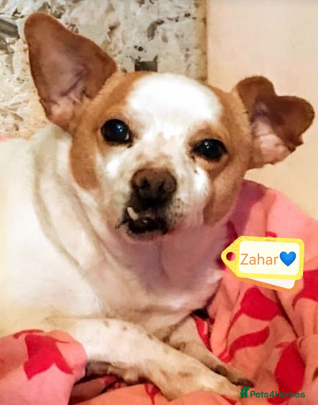 Mixed Breed dogs for adoption: 💙🐶 ZAHAR 🐶💙 - Image 2