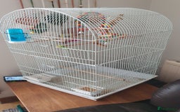 Budgerigars birds for sale: Hand tame baby blue  budgie  - Image 4