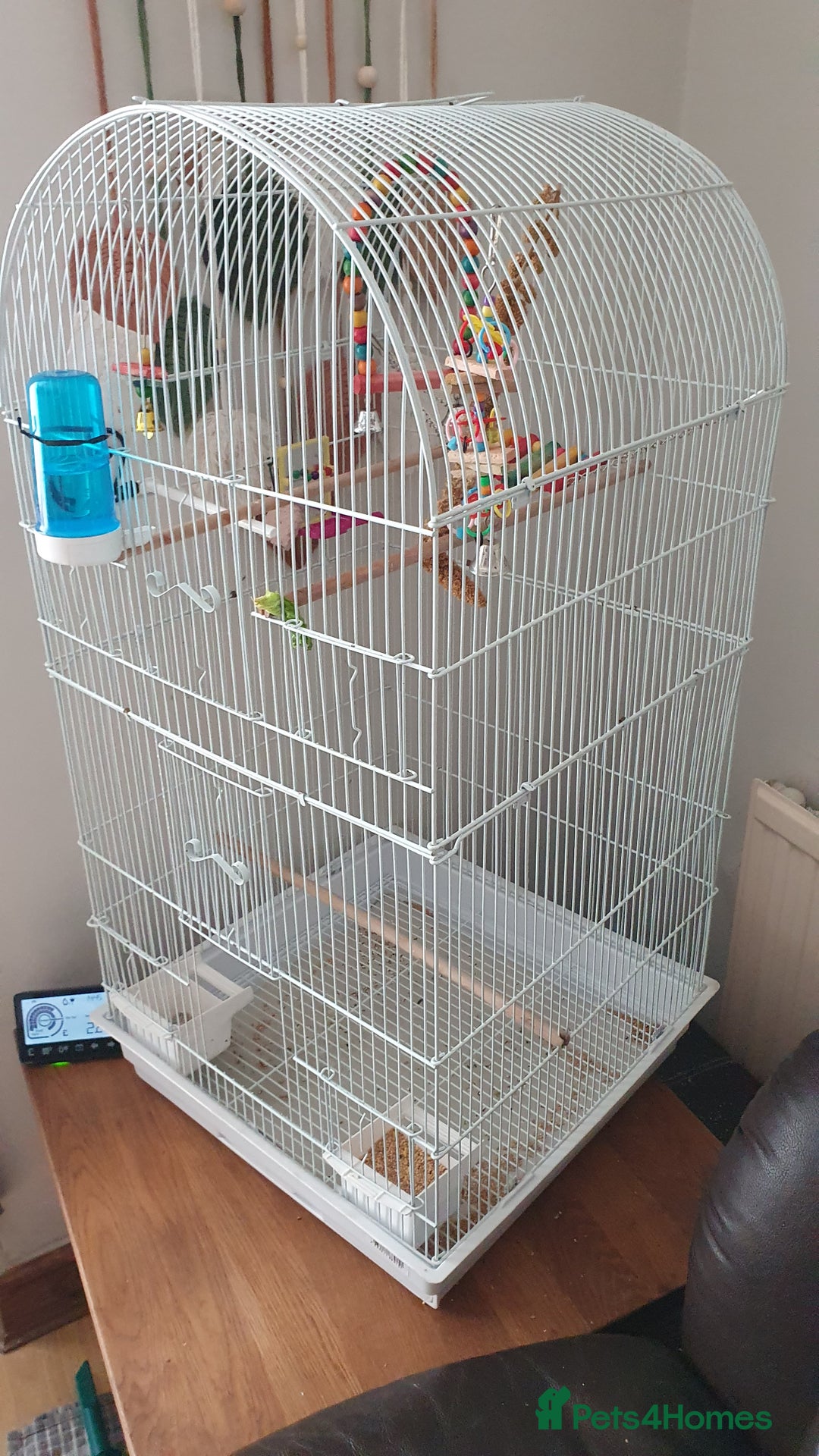 Budgerigars birds for sale: Hand tame baby blue  budgie  - Image 4