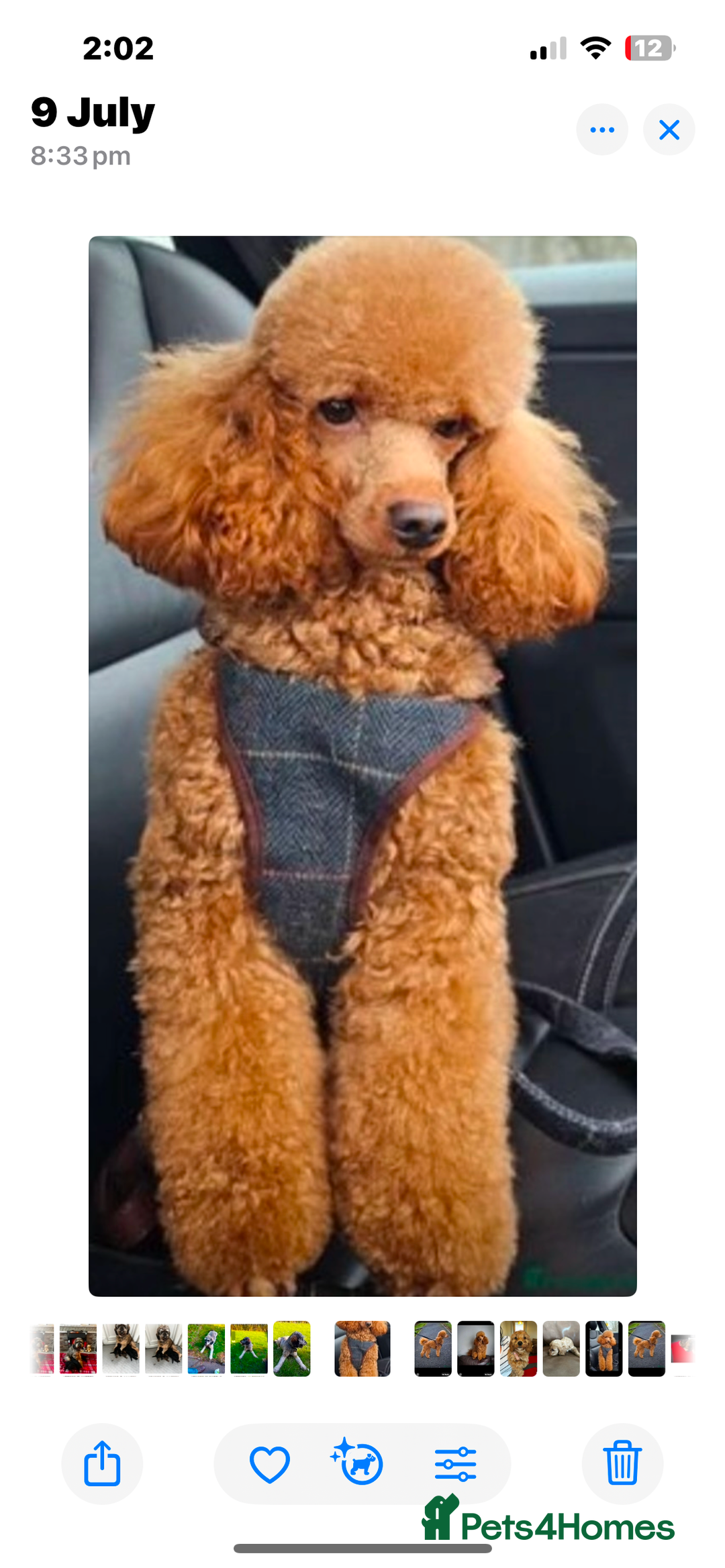 Cockapoo dogs for sale: Toy Cockapoo’s  - Advert 3