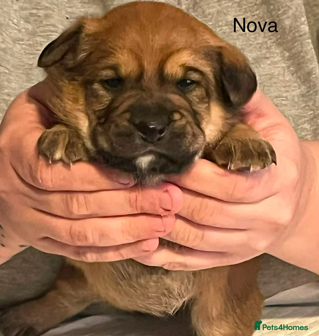 Mixed Breed dogs for sale: For sale 3 chowba cross sprocker puppies - Advert 9