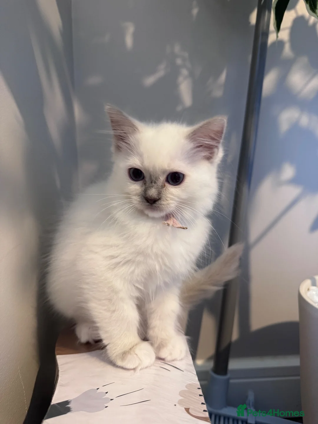 Ragdoll cats for sale: 🐾GCCF registered ragdoll kittens Lilac and blue🐾 - Advert 20
