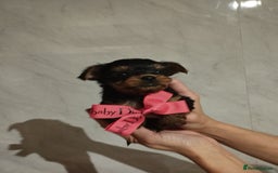 Yorkshire Terrier dogs for sale: 💝💝Beautiful miniature babies 💝💝 - Image 25