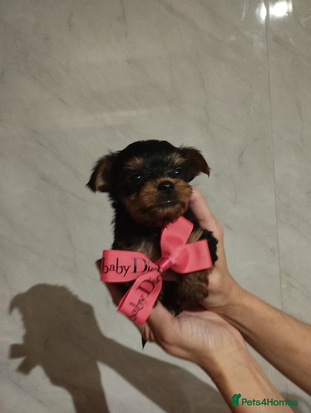 Yorkshire Terrier dogs for sale: 💝💝Beautiful miniature babies 💝💝 - Image 25