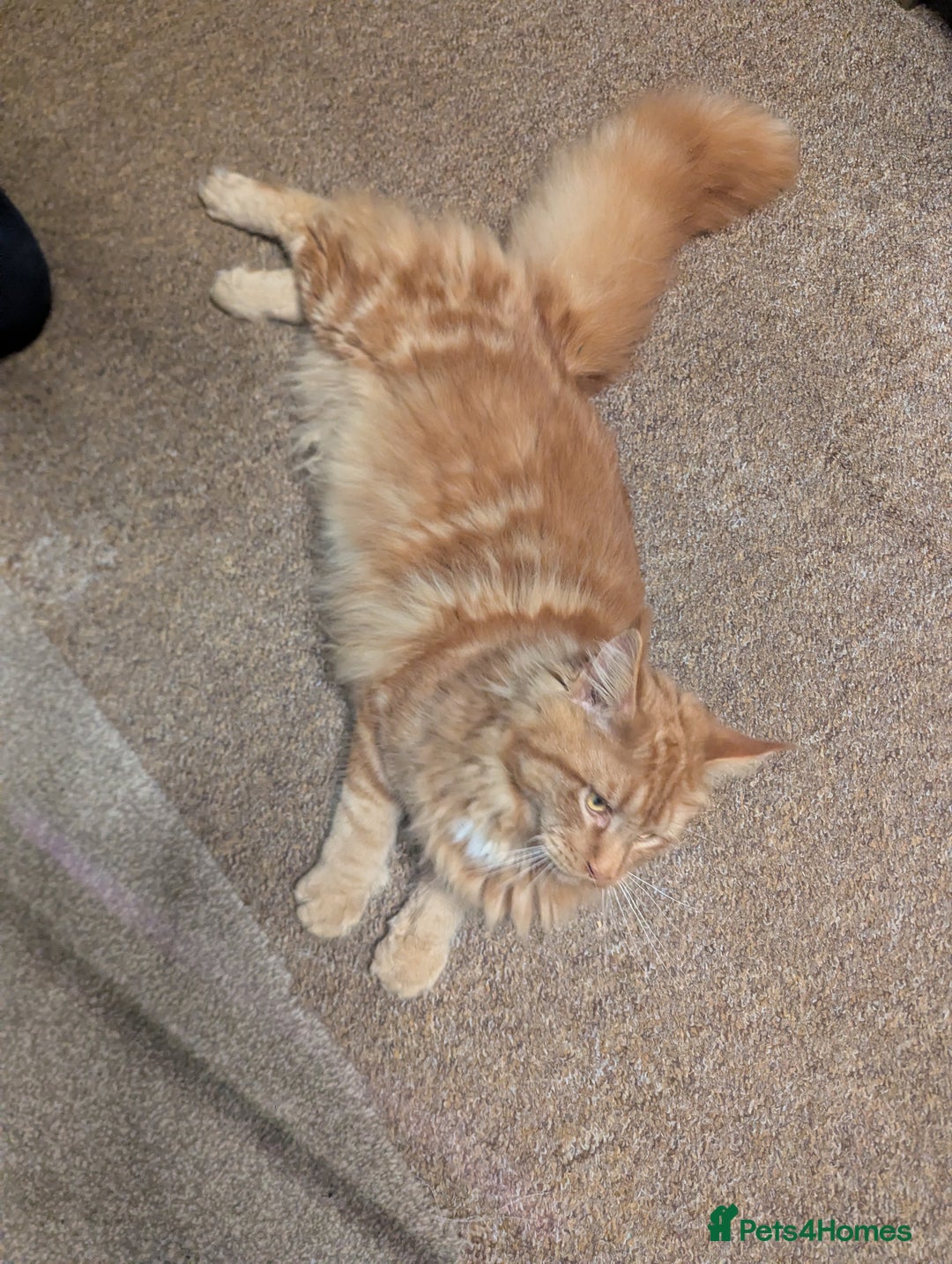 Maine Coon cats for sale: Maine coon  - Advert 18