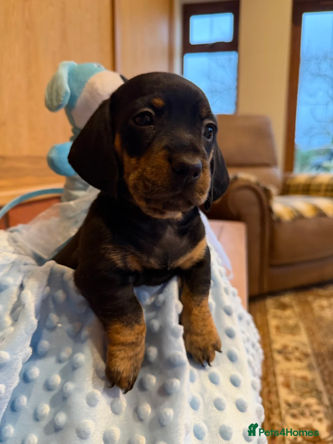 Dachshund dogs for sale: Miniature dachshunds  - Advert 38