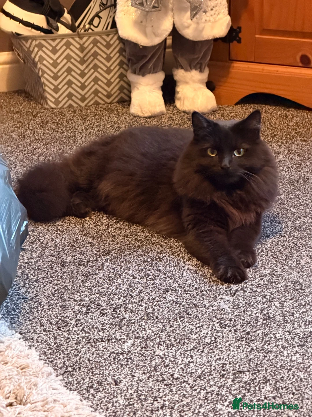 Mixed Breed cats for sale: Free to good home- Domestic Mixed Breed Longhaired in Pentraeth - Advert 15