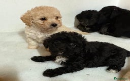 Jackapoo dogs for sale: Absolutely stunning jackapoo - Image 1