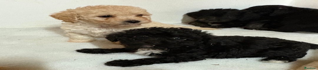 Jackapoo Puppy 2