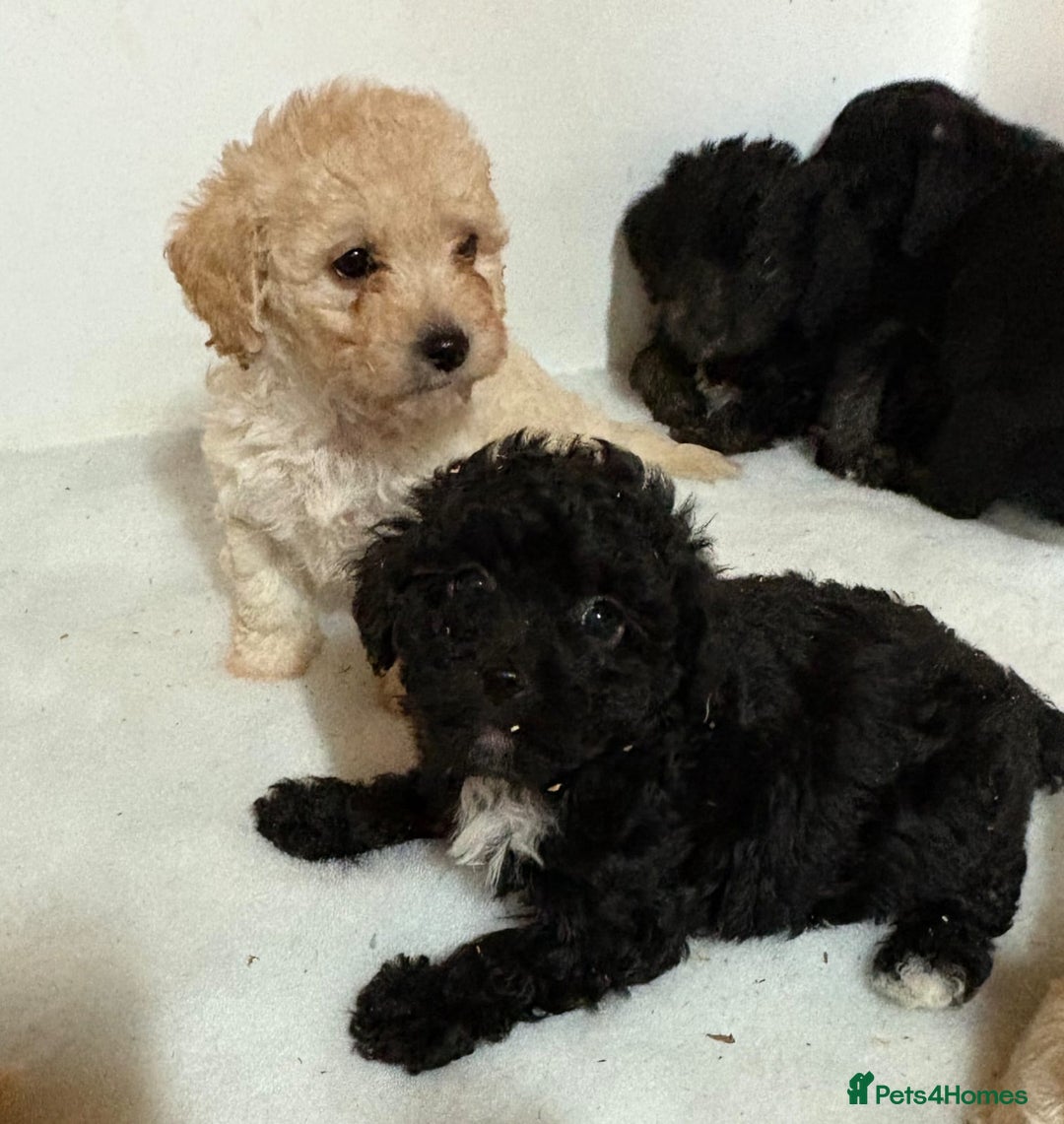 Jackapoo dogs for sale: Absolutely stunning jackapoo - Image 1