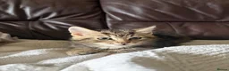 Mixed Breed cats for sale: Kittens for Sale  in Fort William - Advert 3