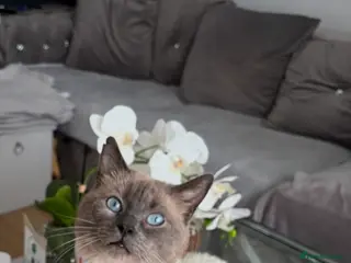 Mixed Breed cats Beautiful Ragdoll x Bsh male - Advert 1