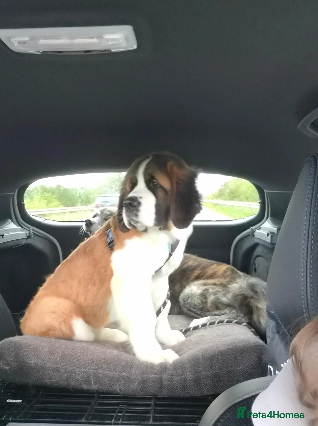 Saint Bernard dogs for sale: Saint Bernard Puppy - Advert 1