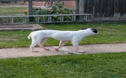 Dorset Olde Tyme Bulldogge dogs for sale: Buster - Image 7