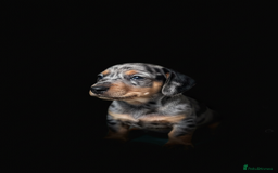 Miniature Dachshund dogs for sale: Pra clear mini smooth dachshund pups - Image 20