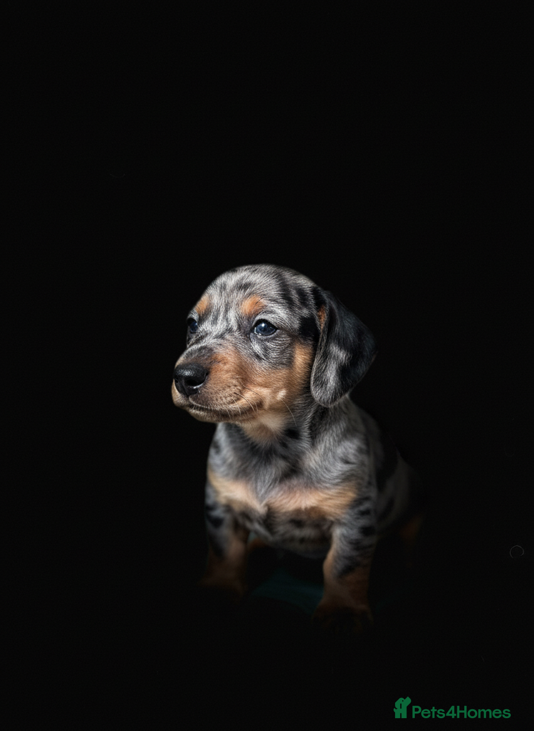 Miniature Dachshund dogs for sale: Pra clear mini smooth dachshund pups - Image 20