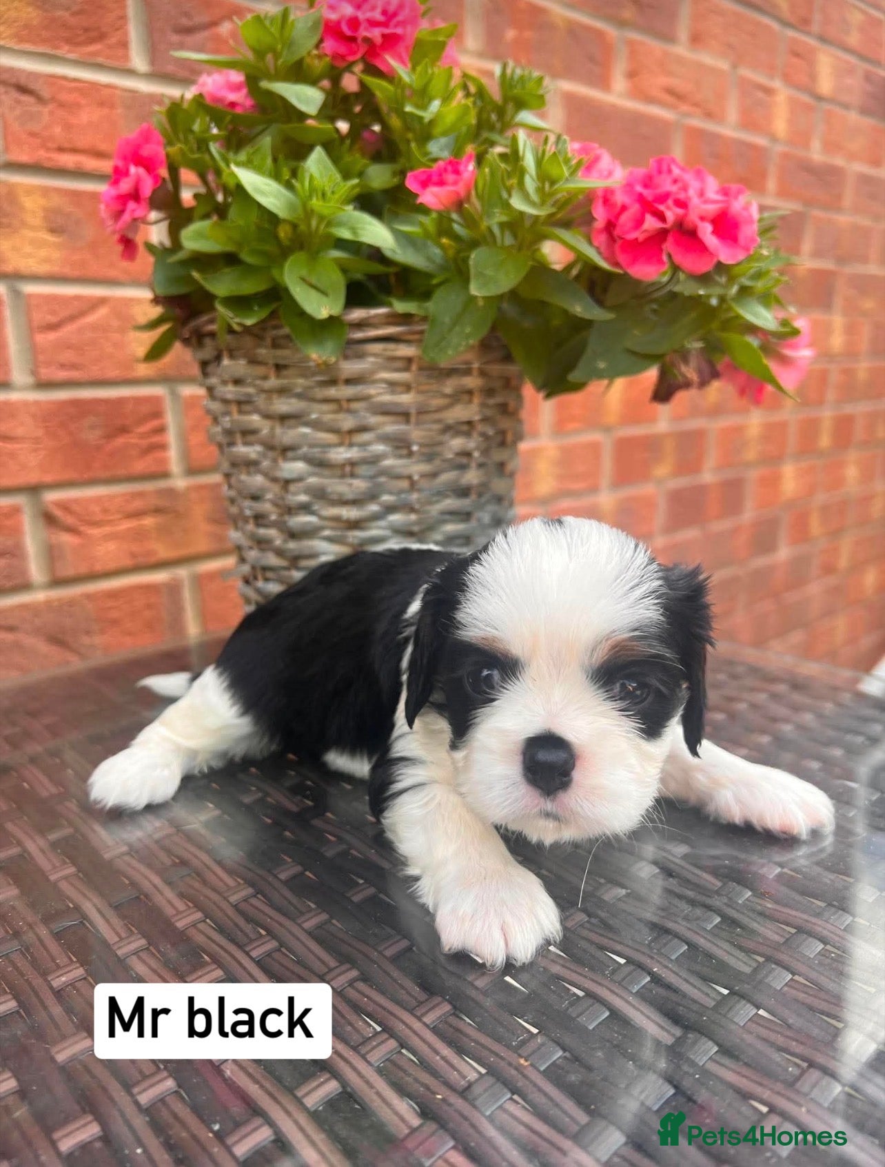 Cavalier King Charles Spaniel dogs KC REG LITTER OF 4 DNA CLEAR 🐶 🤩 PUPPIES  - Advert 1