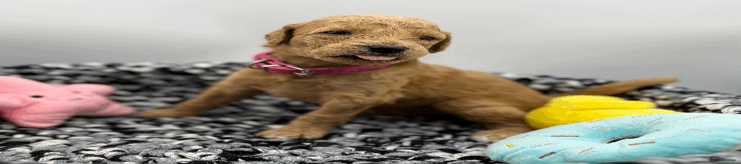 Goldendoodle Puppy Fushcia