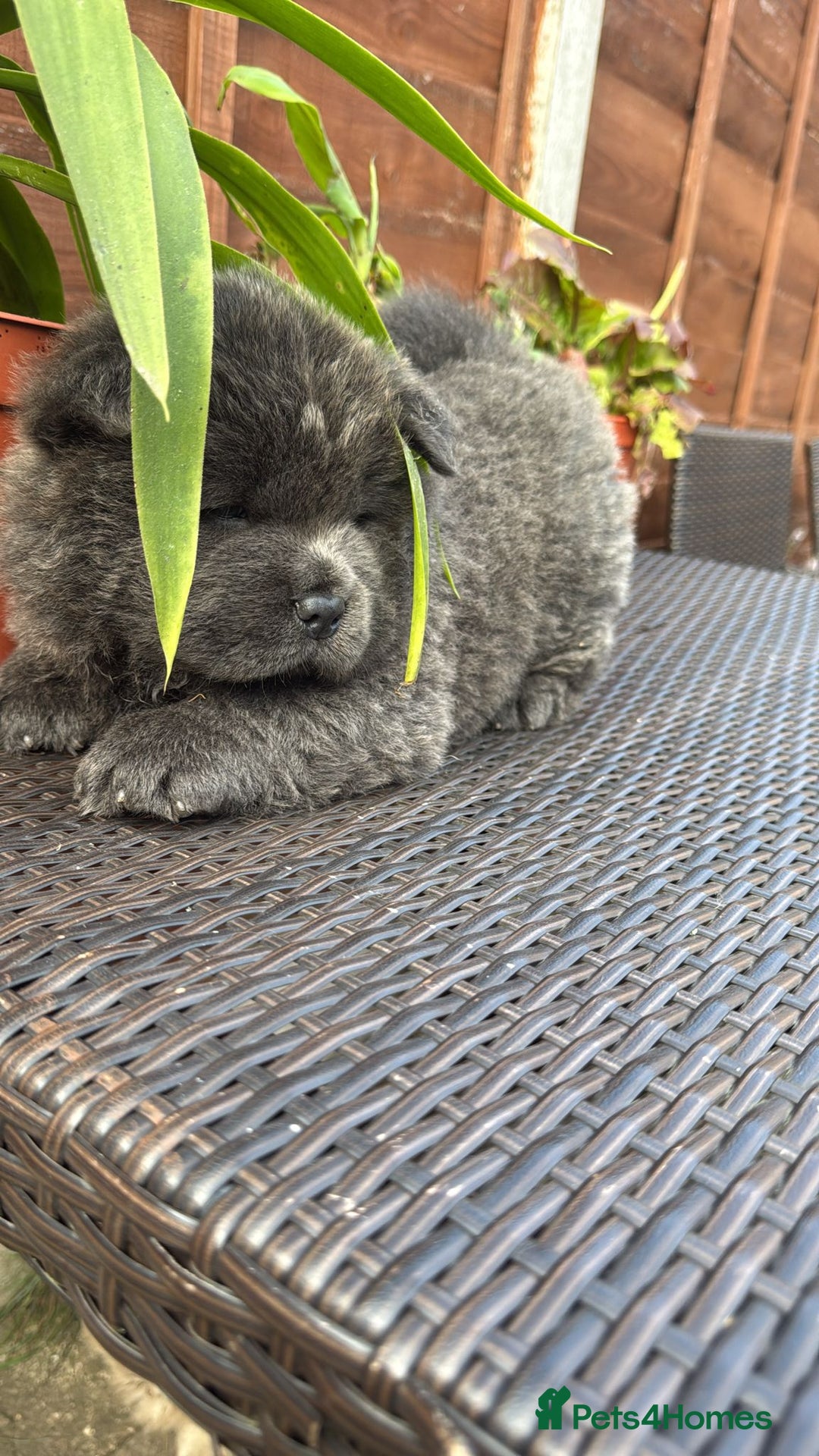 Chow Chow dogs for sale: 💫Stunning Chows Available 🥰❤️ - Image 33