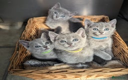 Russian Blue cats for sale: TICA Registered Affectionate Kittens - Image 2