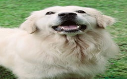 Golden Retriever dogs for sale: Exceptional litter of kc healthy golden retrievers - Image 13