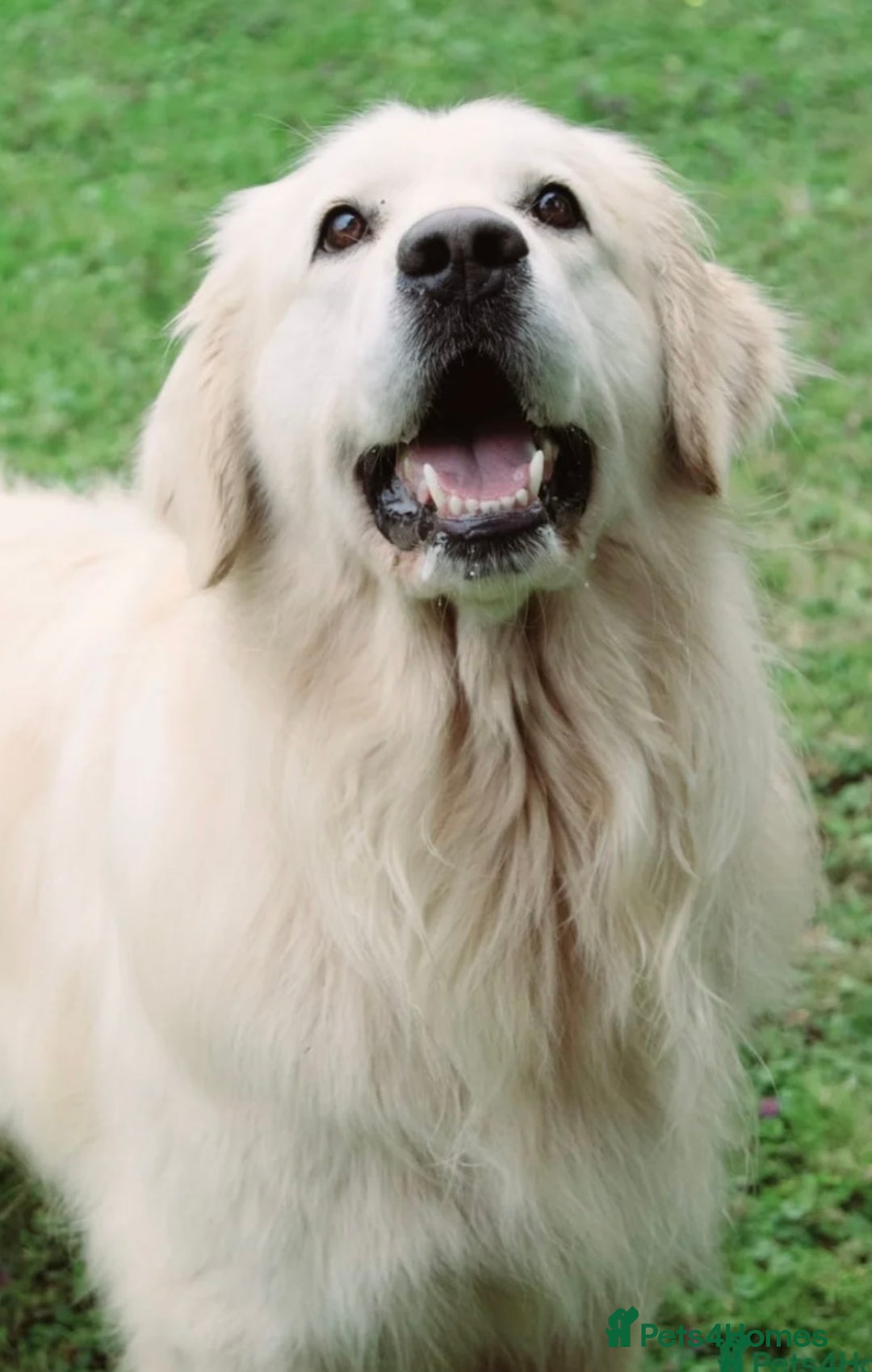 Golden Retriever dogs for sale: Exceptional litter of kc healthy golden retrievers - Image 13