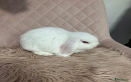 Dwarf Lop rabbits for sale: Adorable lop bunny - Image 4