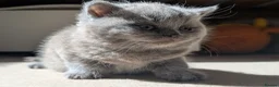 British Shorthair cats for sale: GCCF British Shorthair and longhair kittens  - Advert 11