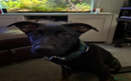 Belgian Shepherd Dog dogs for sale: Shadow a 6 months old Belgian shepherd  - Image 8