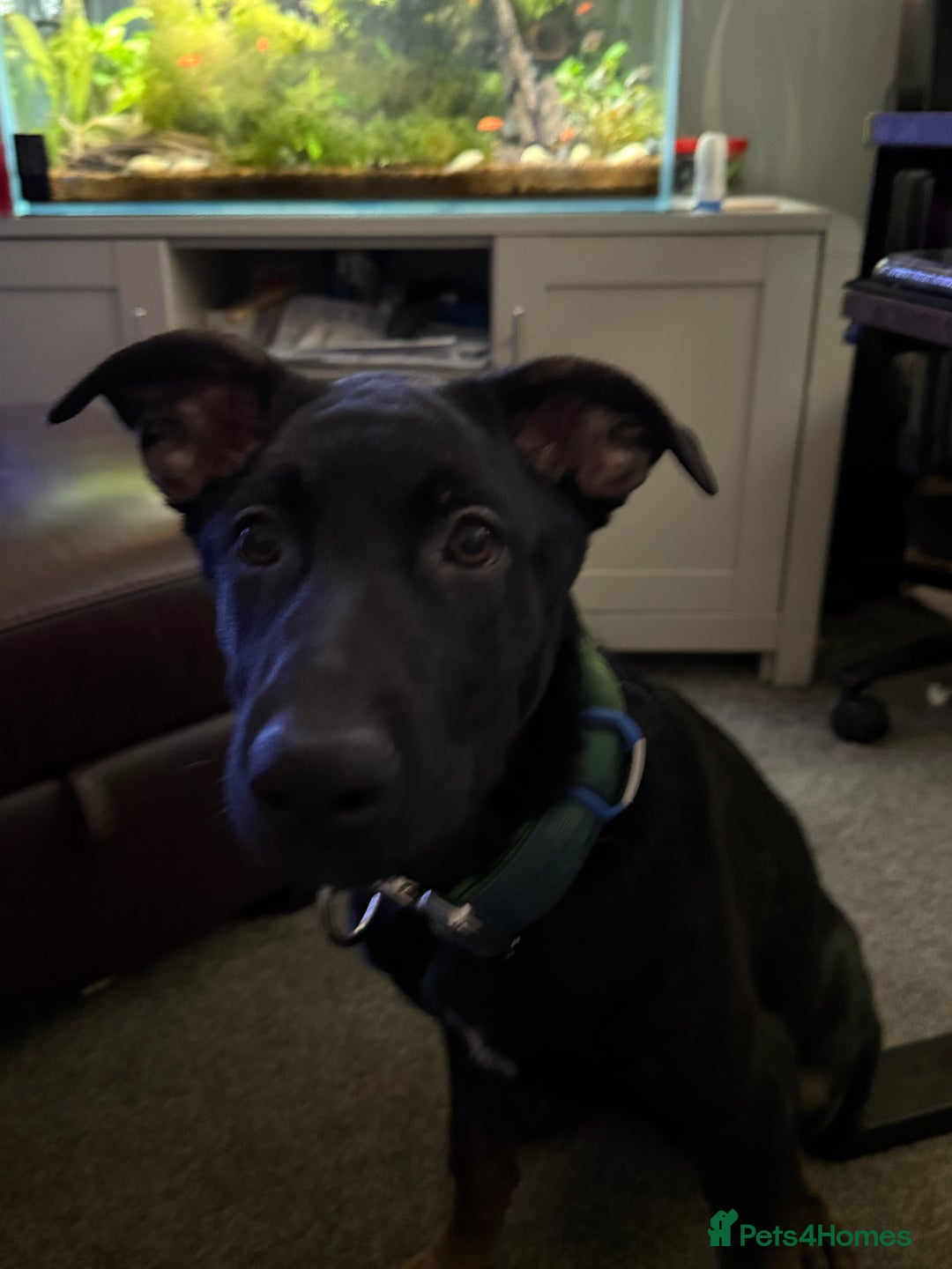Belgian Shepherd Dog dogs for sale: Shadow a 6 months old Belgian shepherd  - Image 8