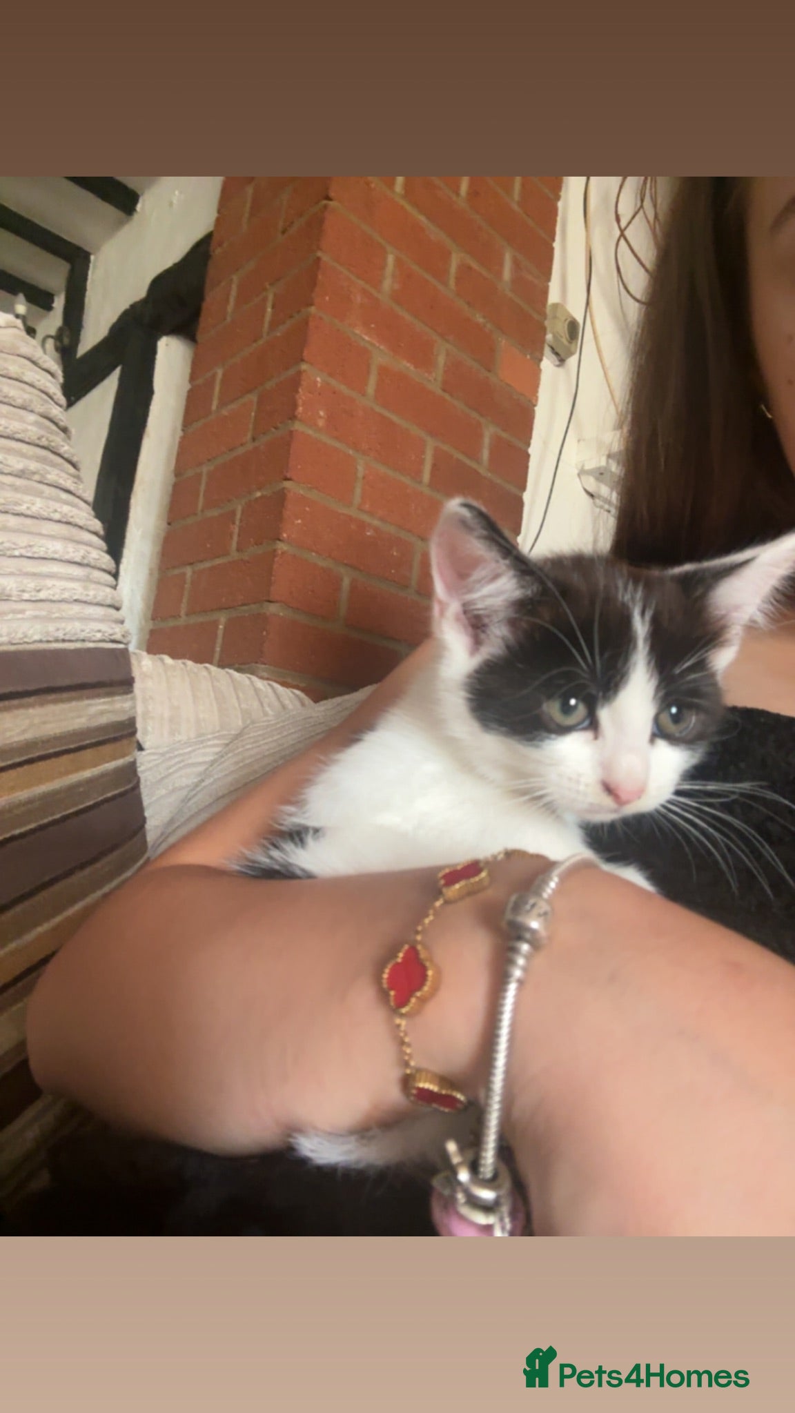 Mixed Breed cats Beautiful British Blue/Ragdoll Kittens for sale - Advert 2